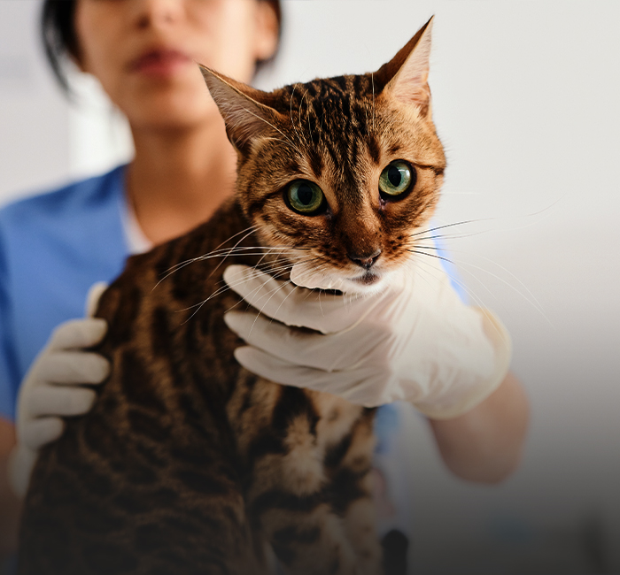 kucing bengal sedang diperiksa oleh doktor haiwan