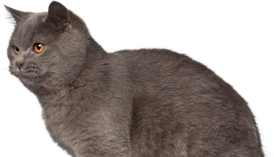 gray British shorthair cat