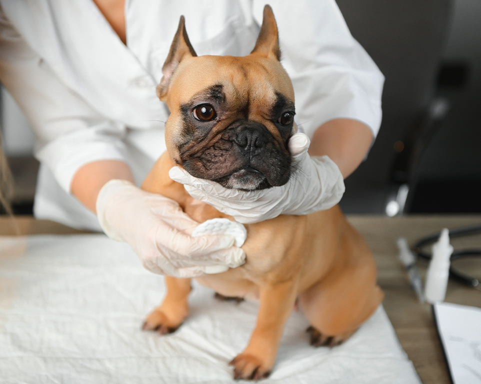 vet taking care of a french bulldog