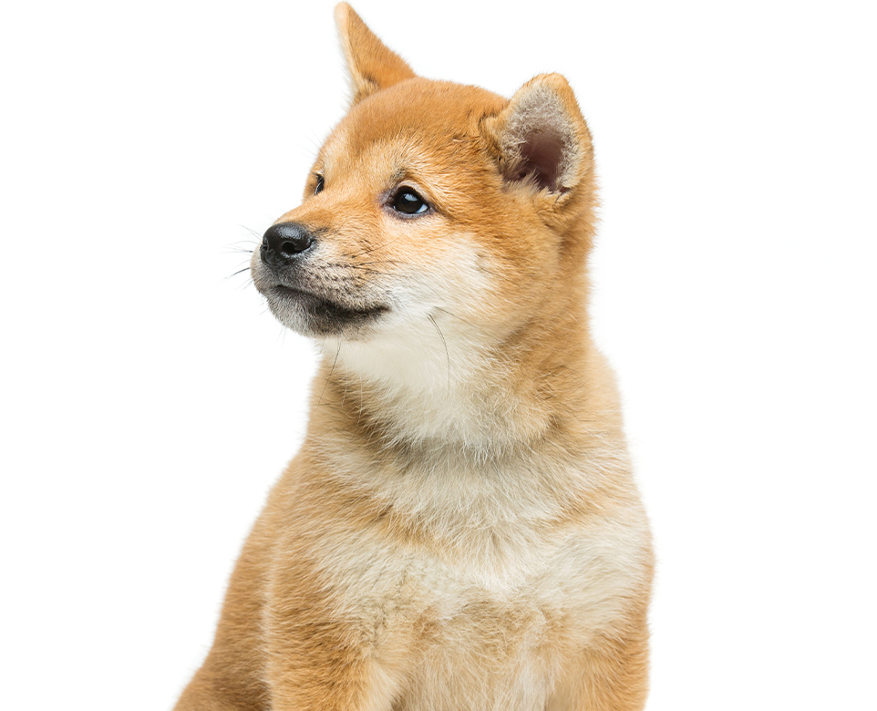 shiba inu puppy on white background