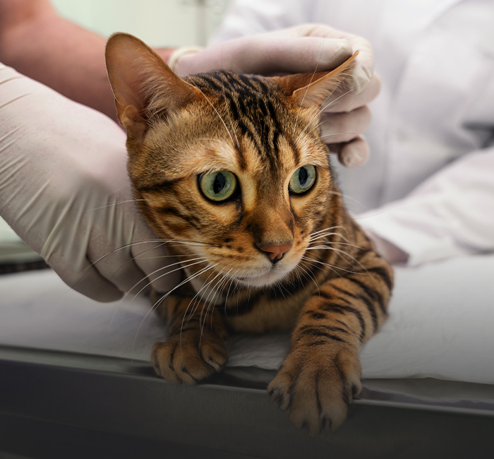 kucing bergaris oranye di dokter hewan