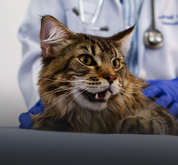 kucing dewasa diperiksa oleh doktor haiwan