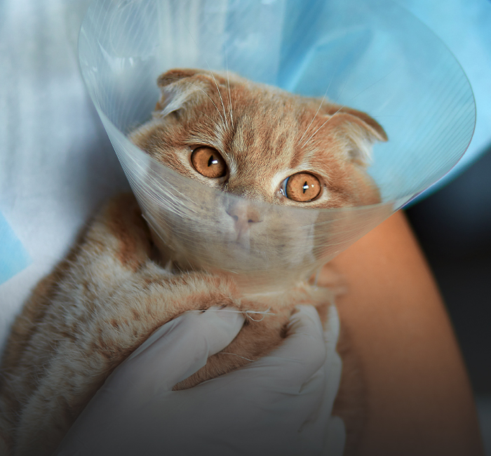 gato naranja con un cono isabelino después de la cirugía de esterilización
