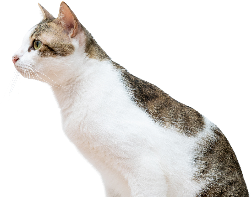 striped cat with white background