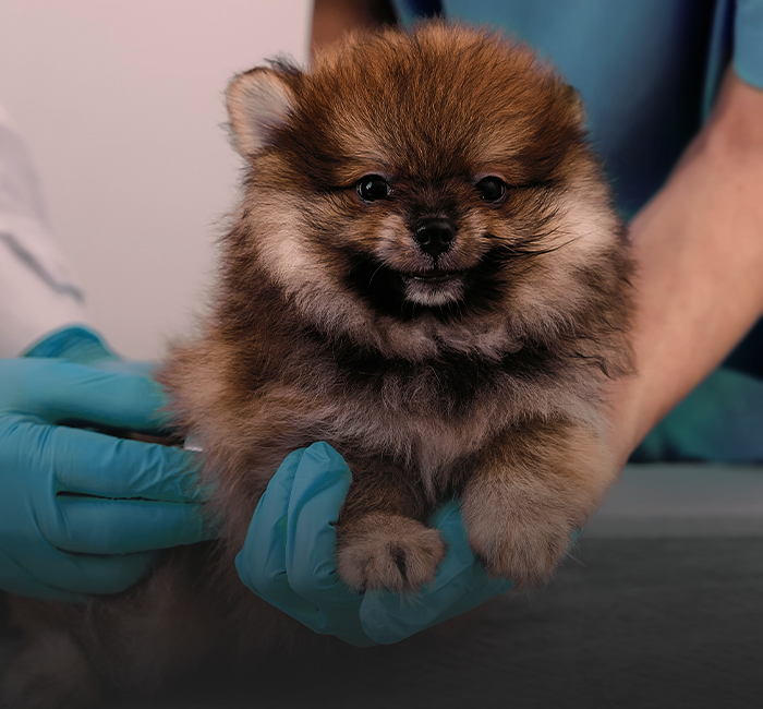 veterinario che controlla il cucciolo di pomerania marrone
