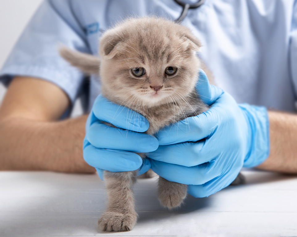 vet wearing blue gloves holding a kitten
