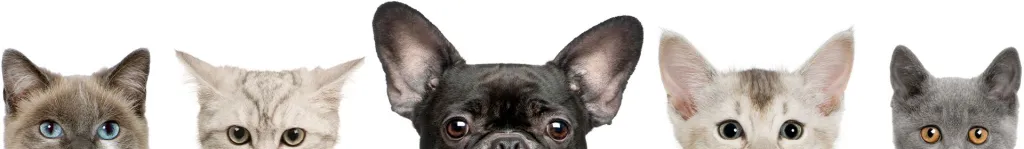 dog's head and cat's heads