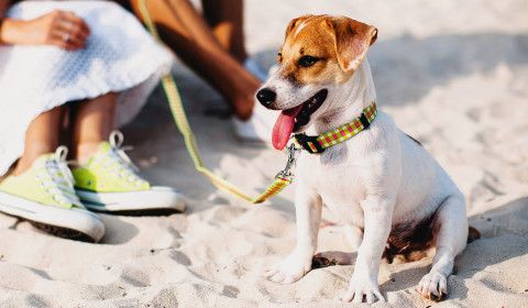 Prevención de Parásitos en Verano: Protegiendo a las Mascotas en el Sur de la Florida de Pulgas, Garrapatas y Mosquitos Portadores de Gusanos del Corazón