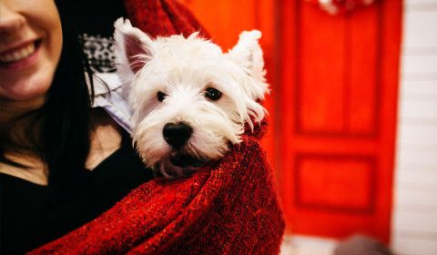 Adopción y Seguridad de Mascotas: Guía para las Fiestas