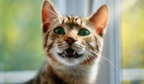 Caring for What Goes in Your Pet’s Mouth: Dental Health and Poison Safety at Home