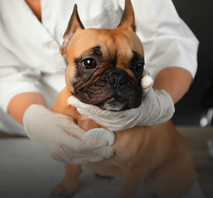 veterinär som tar hand om en fransk bulldog