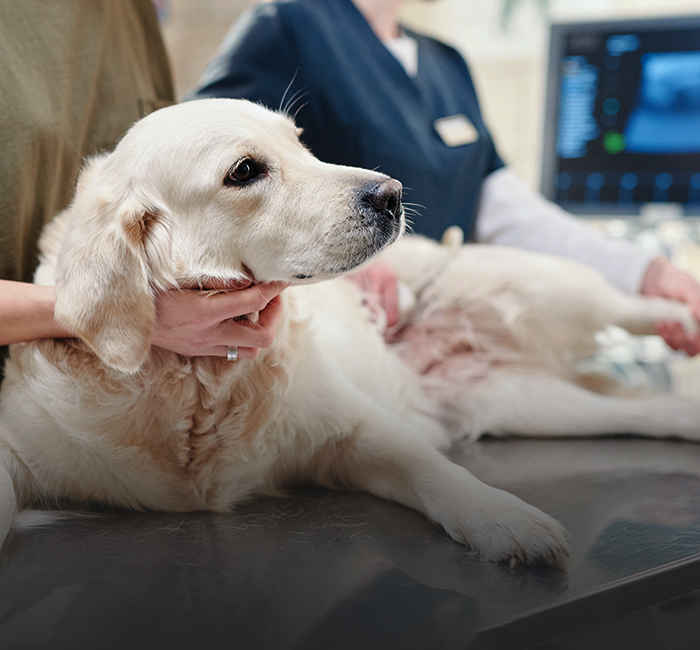 tierarzt, der einen ultraschall am hund durchführt