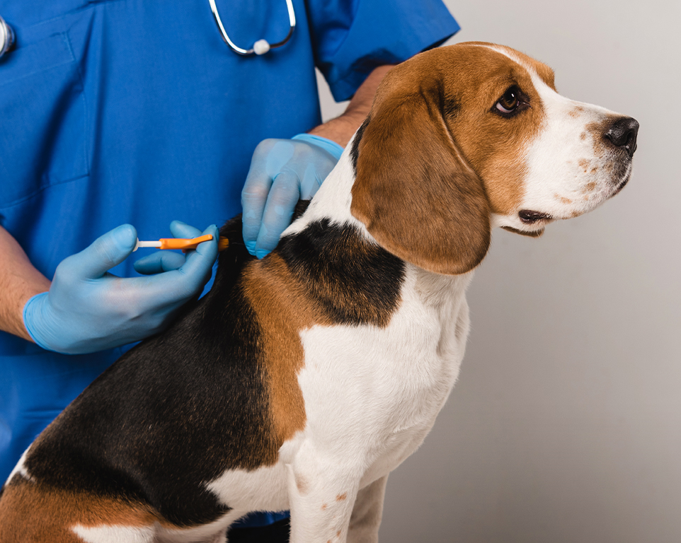 veterinär som mikrochippar en beaglehund