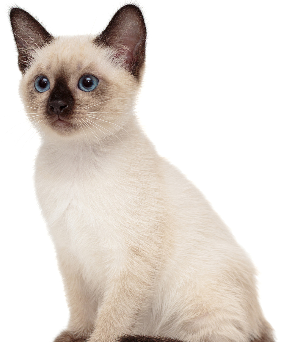 liten siames kattunge på vit bakgrund