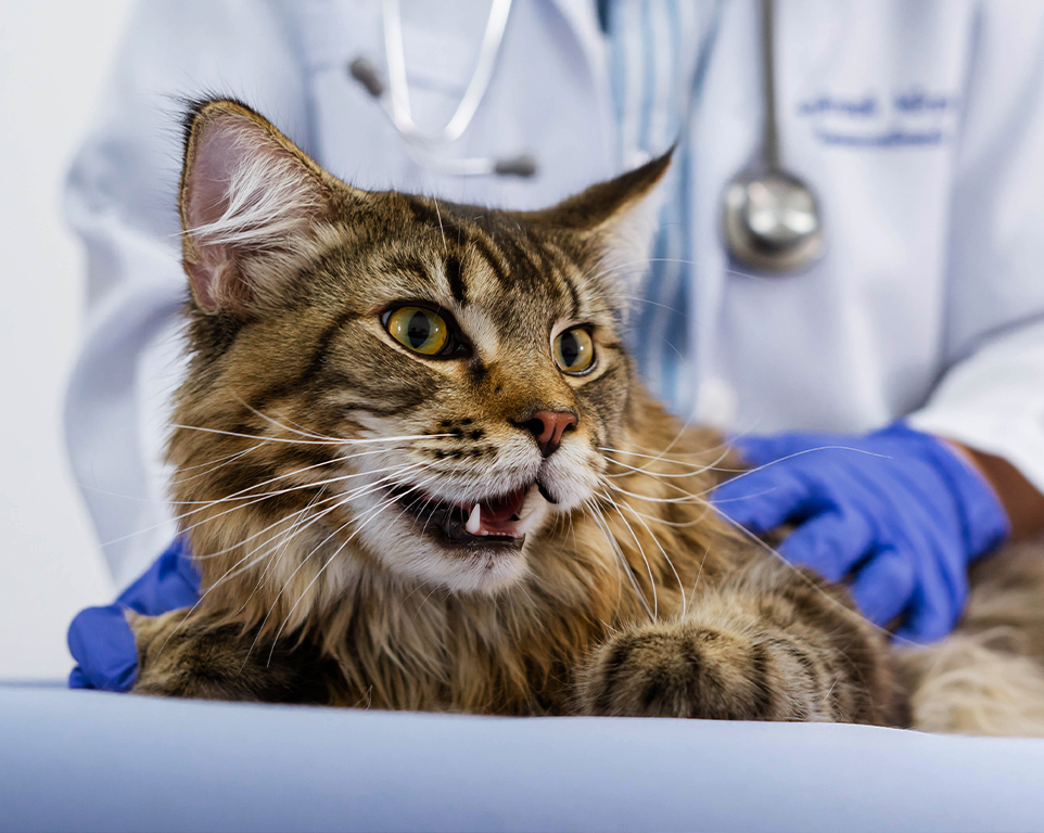 vuxen katt som kontrolleras av en veterinär