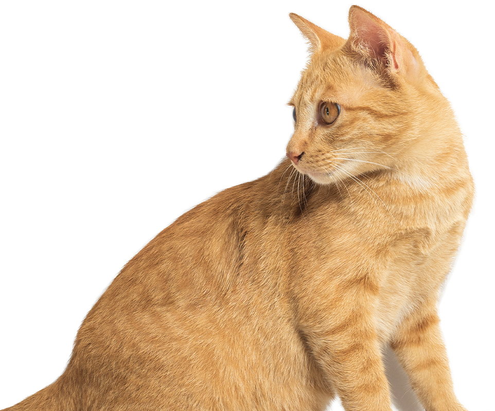 orange vuxen katt på vit bakgrund