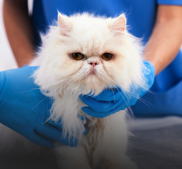 veterinärer som tar hand om en fluffig vit katt