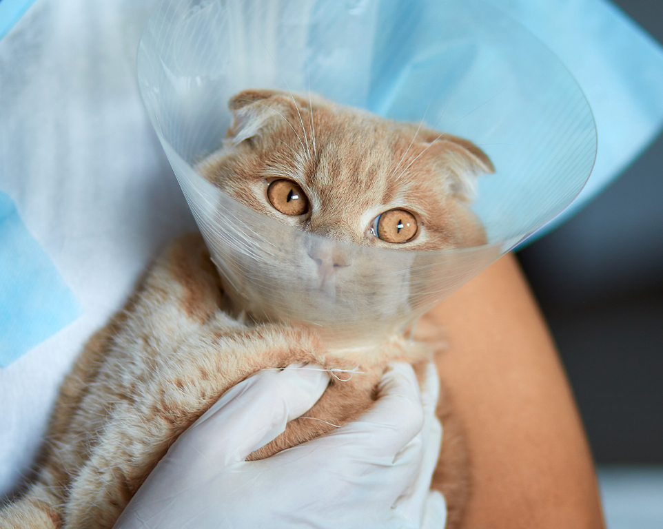 orange katt bär en elizabethan halsband efter operationen