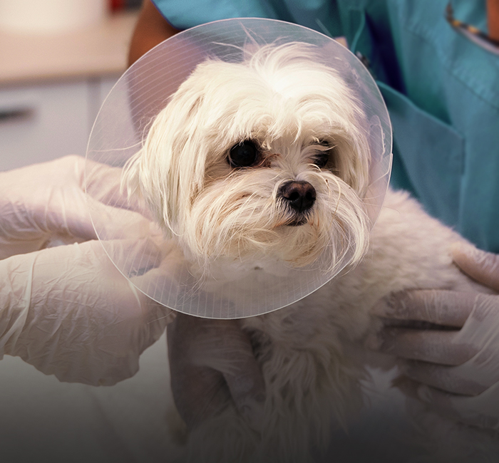 bílý chlupatý pes po operaci