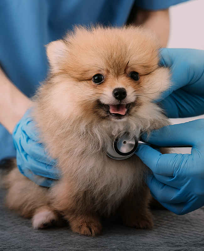 cachorrinho pomeranian super fofo sendo examinado por um veterinário