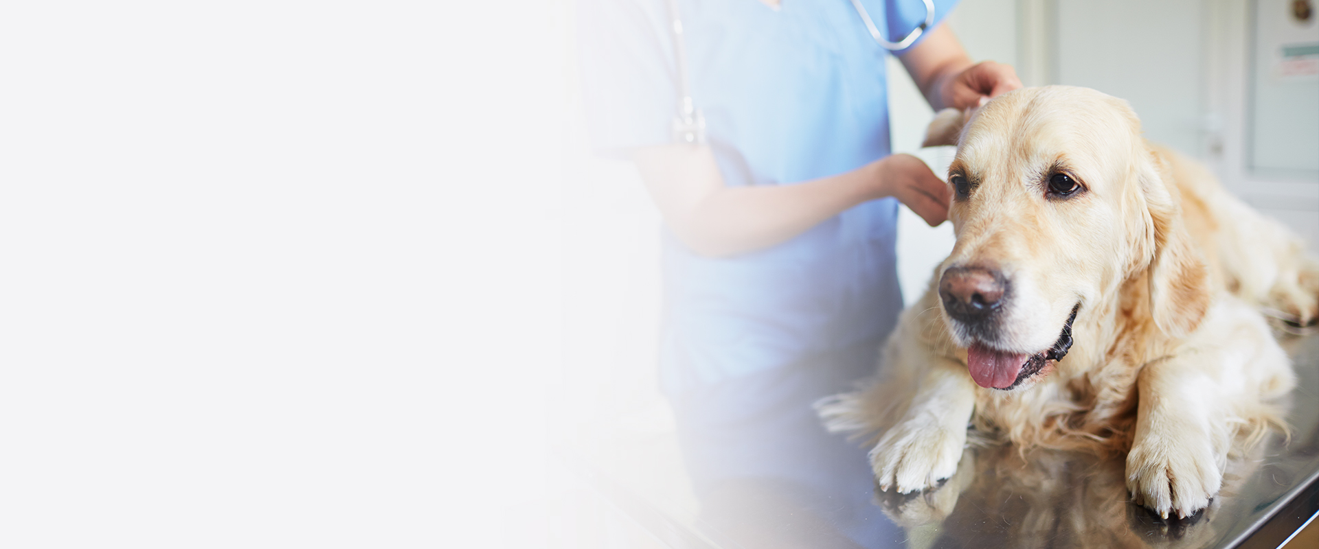 veterinario revisando perro golden retriever