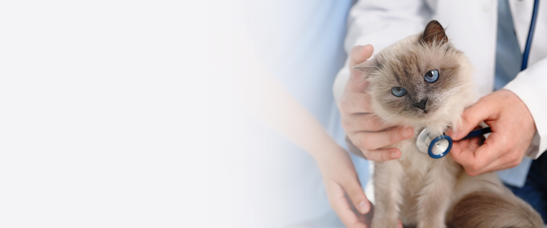 veterinární lékař kontrola kočka