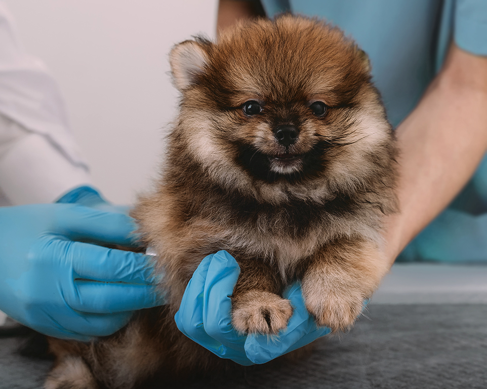 brun pomeranian hund som kontrolleras av en veterinär